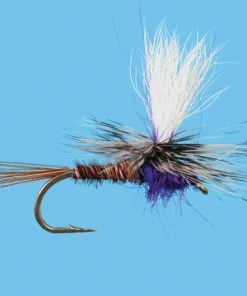 Solitude Parachute Purple Rooster (Pd441) 6-Pack